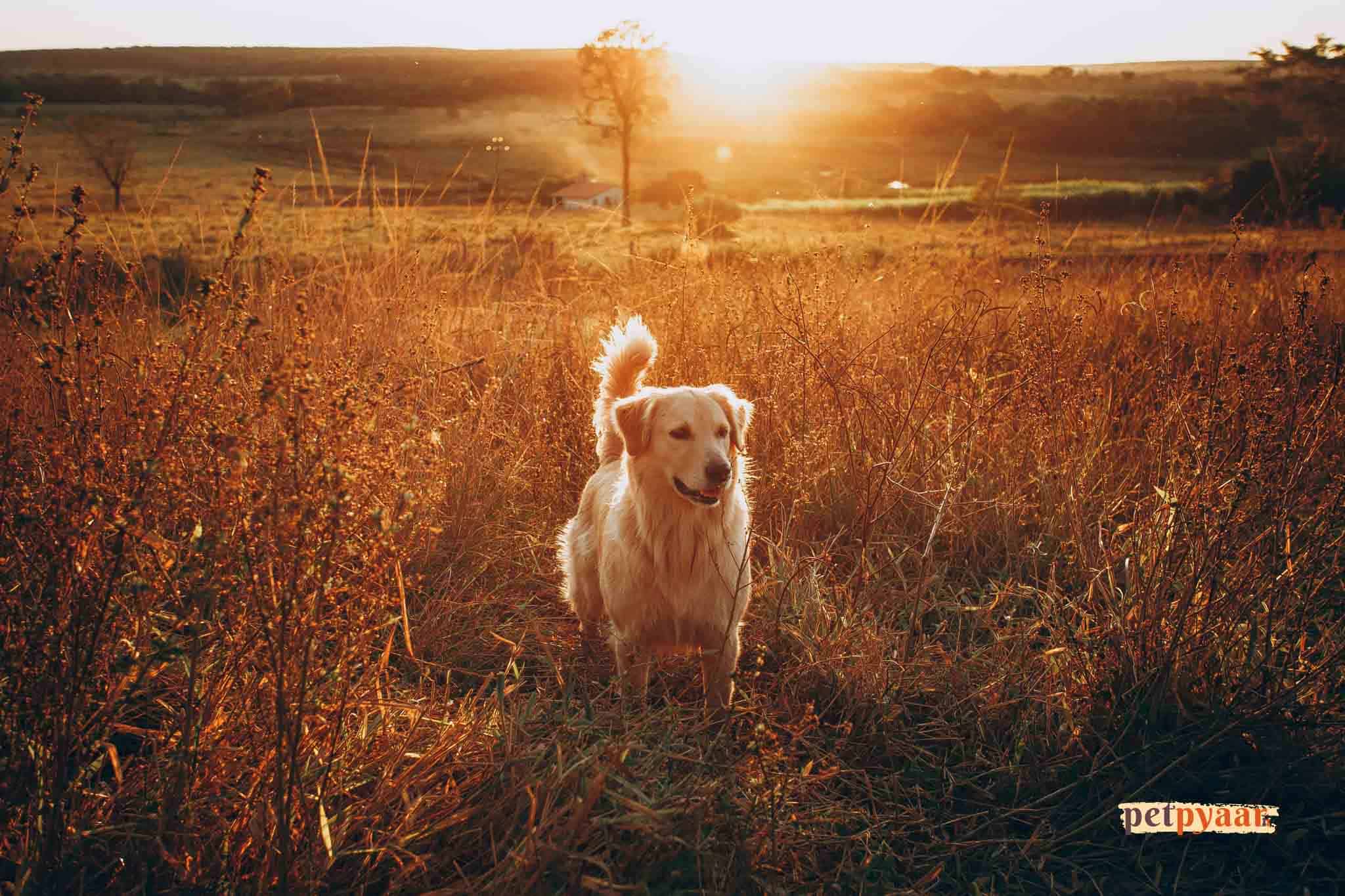 Golden Retriever Lifespan in India: How Long Do They Live?